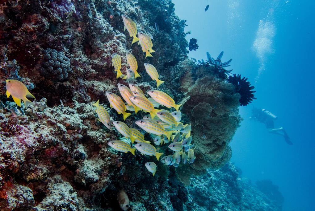 Vibrant coral reef with yellow fish in Indonesia